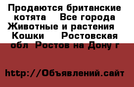 Продаются британские котята  - Все города Животные и растения » Кошки   . Ростовская обл.,Ростов-на-Дону г.